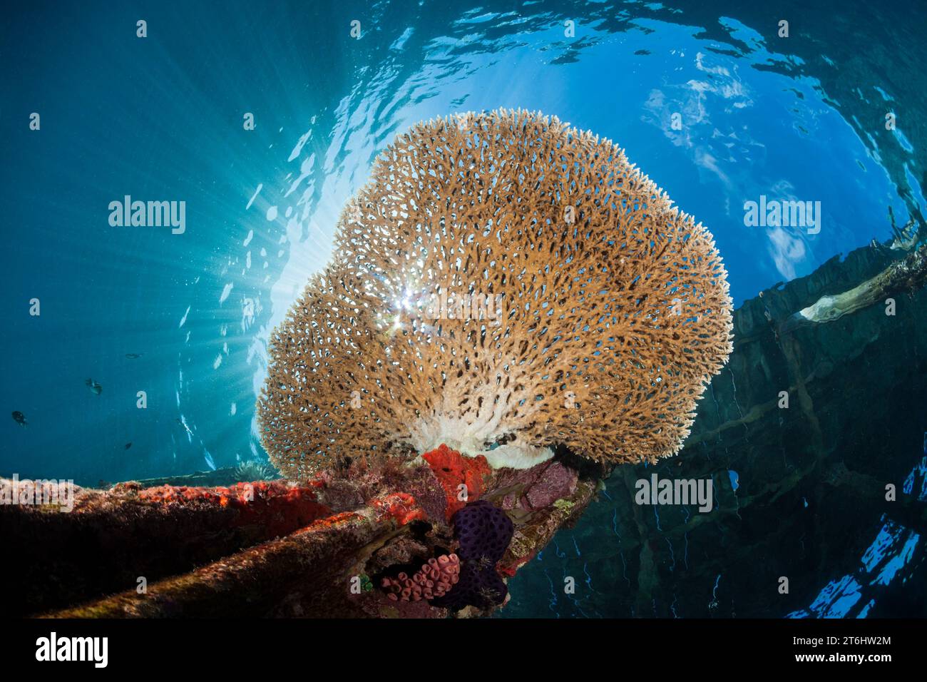 Corallo da tavola in crescita su Jetty, Acropora sp., Raja Ampat, Papua Occidentale, Indonesia Foto Stock