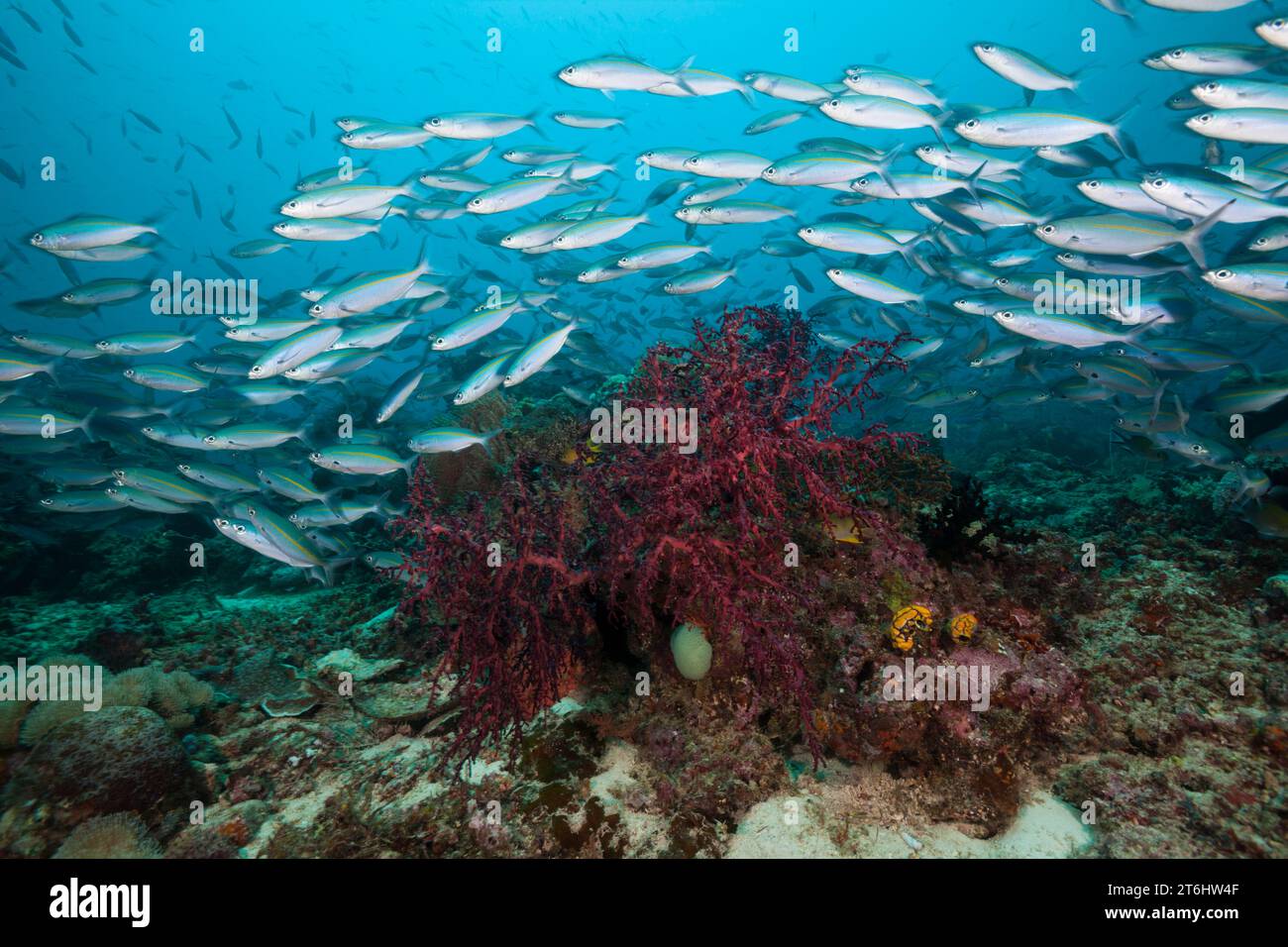 Fucilieri sulla barriera corallina, Pterocaesio tesselata, Raja Ampat, Papua Occidentale, Indonesia Foto Stock