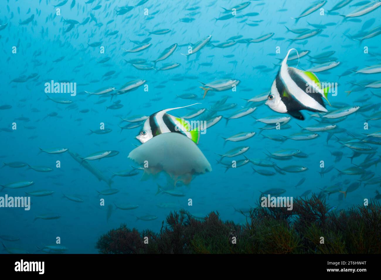 Meduse galleggianti in mare, Raja Ampat, Papua Occidentale, Indonesia Foto Stock