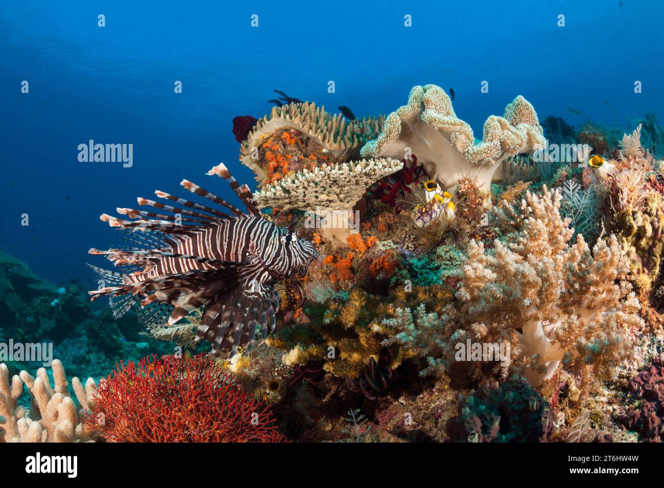 Pesce leone comune nella Corallo Reef, Pterois volitans, Raja Ampat, Papua Occidentale, Indonesia Foto Stock