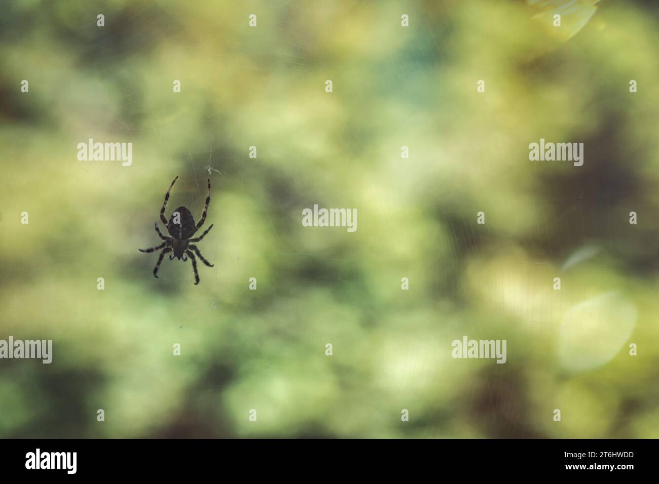 Silhouette di un ragno sulla ragnatela, sfondo verde Foto Stock
