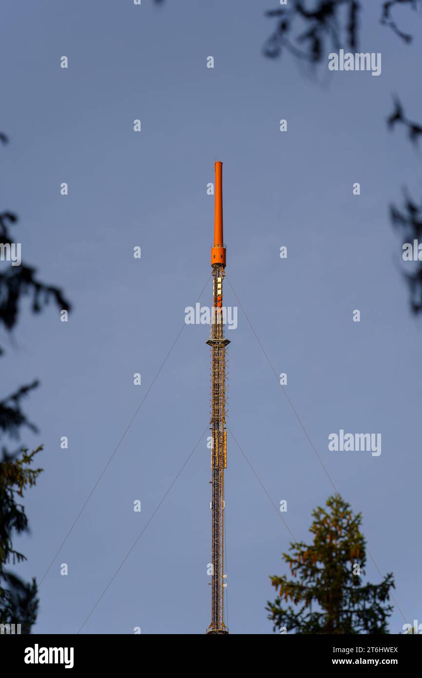 Cima di un alto albero televisivo contro il cielo blu visto dal bosco. Foto Stock