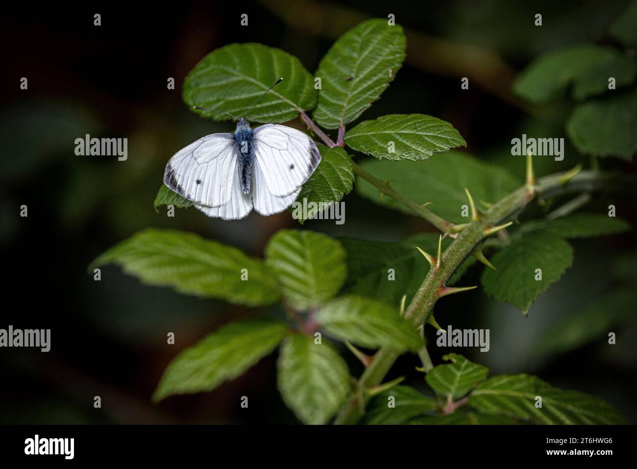 farfalla bianca con venature verdi sulla foglia di blackberry Foto Stock