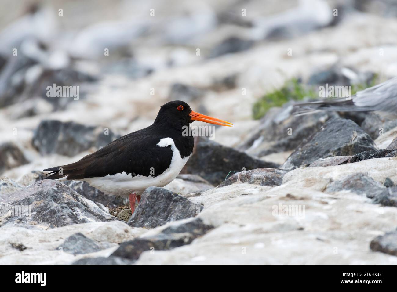 Oystercatcher (Haematopus ostralegus) nel suo nido tra le pietre, penisola di Eiderstedt, Parco Nazionale del Mare di Wadden Schleswig-Holstein, Germania, Schleswig-Holstein, Costa del Mare del Nord Foto Stock