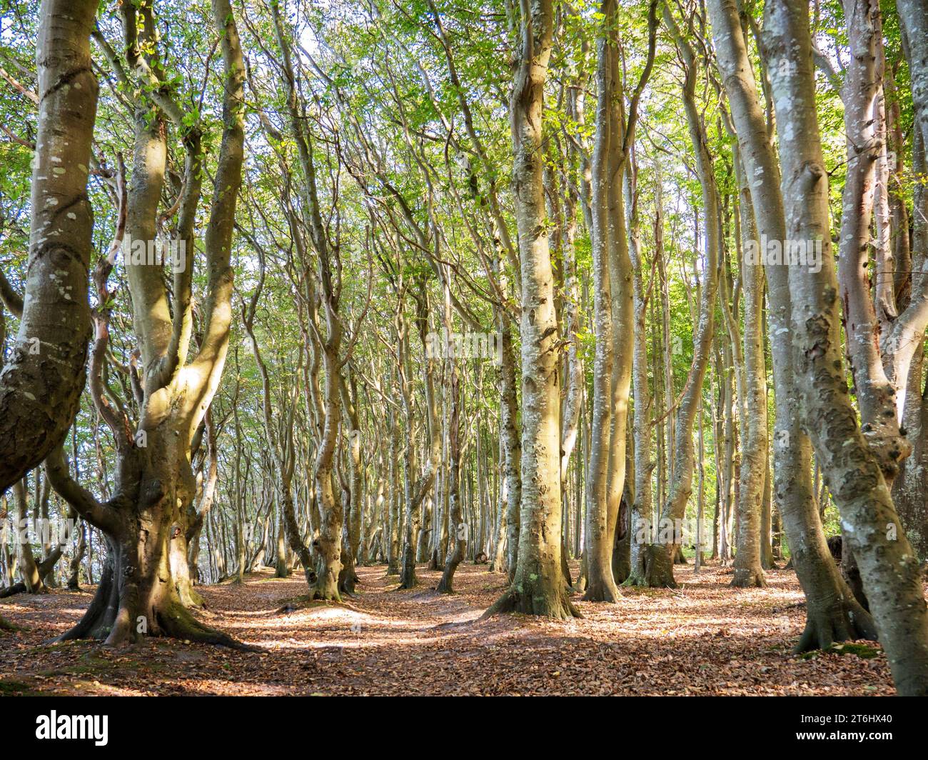 Foresta fiabesca su Rügen Foto Stock