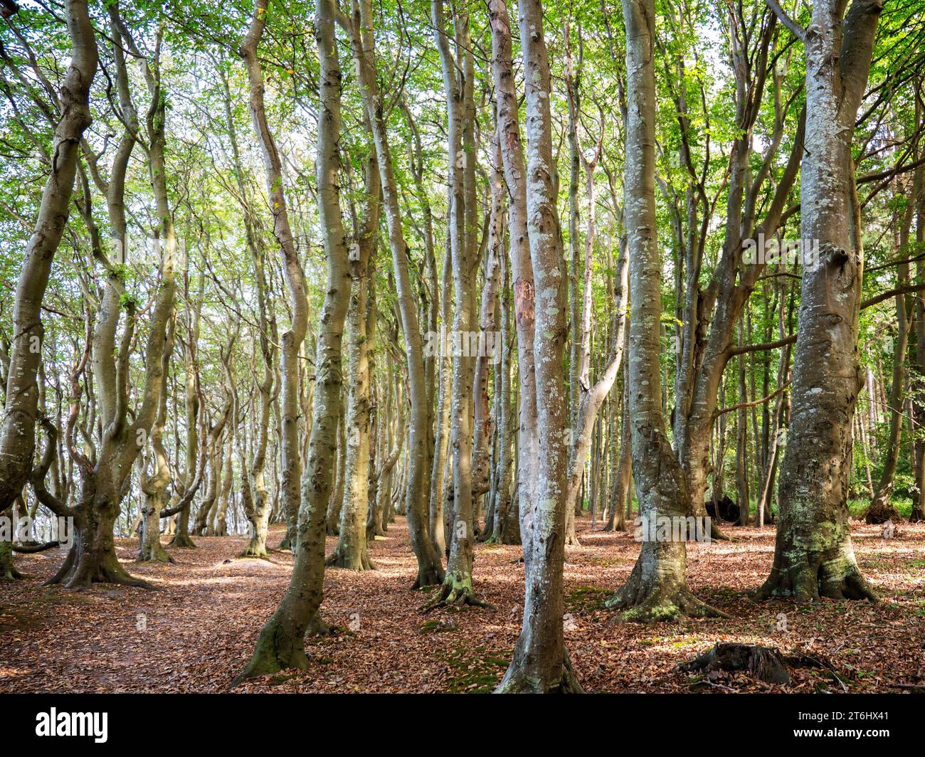 Foresta fiabesca su Rügen Foto Stock
