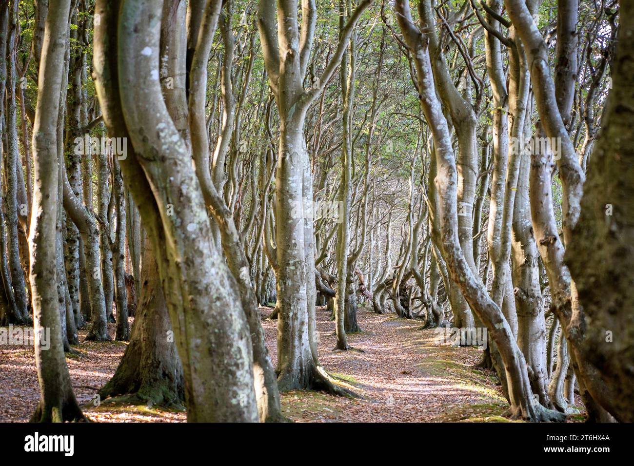 Foresta fiabesca su Rügen Foto Stock
