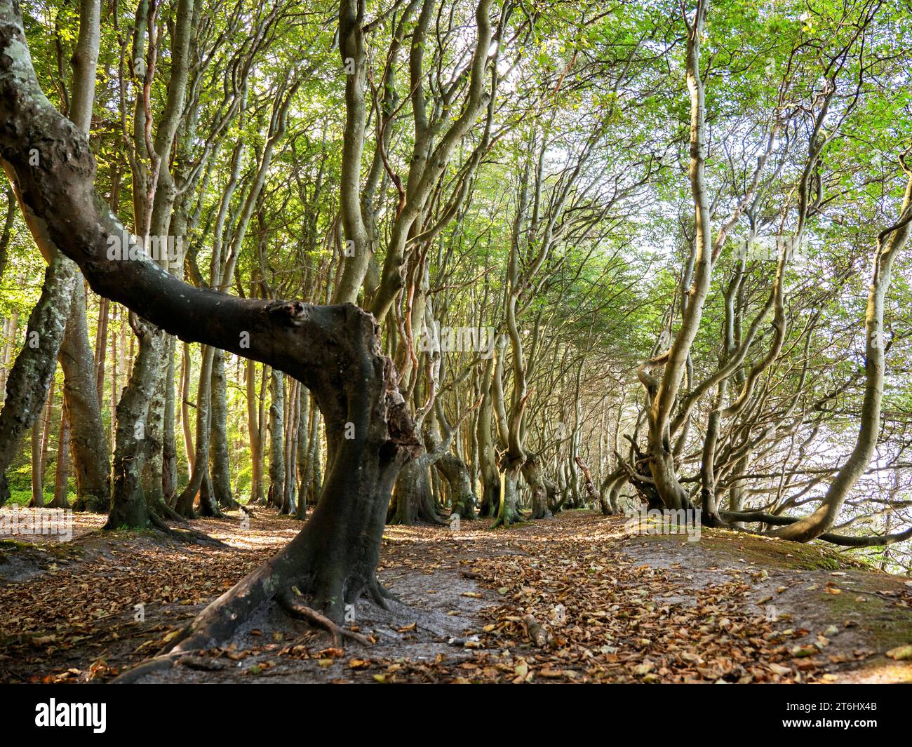 Foresta fiabesca su Rügen Foto Stock