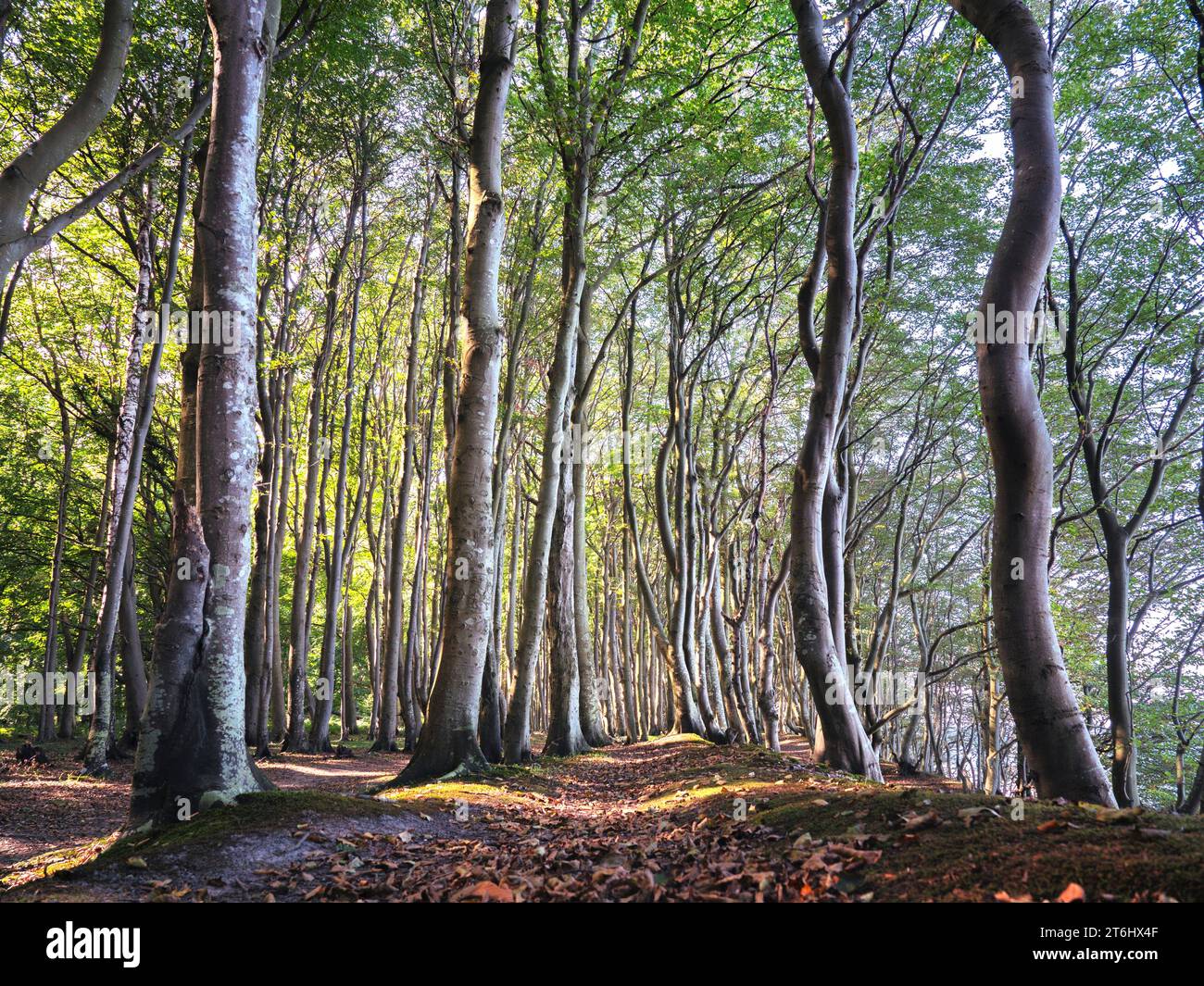 Foresta fiabesca su Rügen Foto Stock