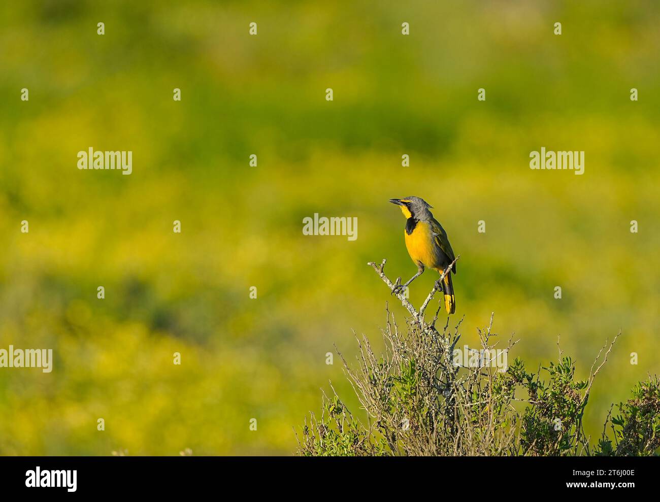 Bokmakierie (Telophorus zeylonus) piumaggio adulto, a Velddrif sulla costa occidentale del Capo, in Sudafrica. Foto Stock