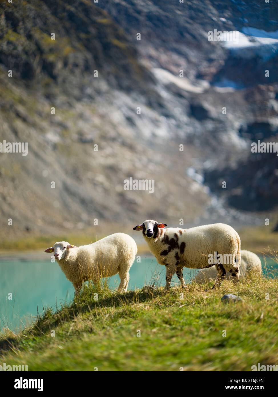 Pecore sul passo di Susten Foto Stock