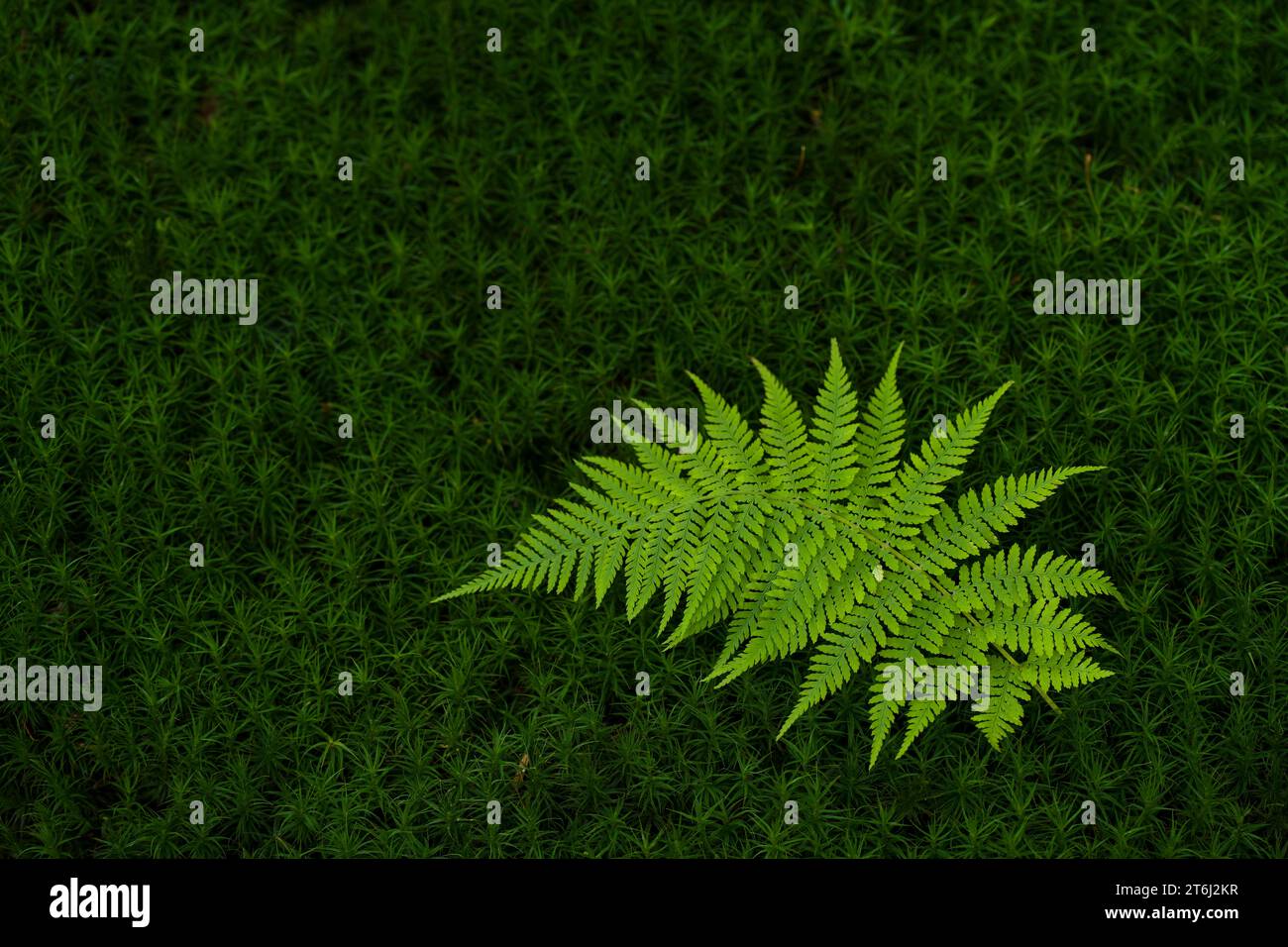 Fronde di felce verde chiaro e stelle di foglie verde scuro di Widerton Moss, Francia, regione del Grand Est, Monti Vosgi, Parco naturale regionale Ballons des Vosges Foto Stock