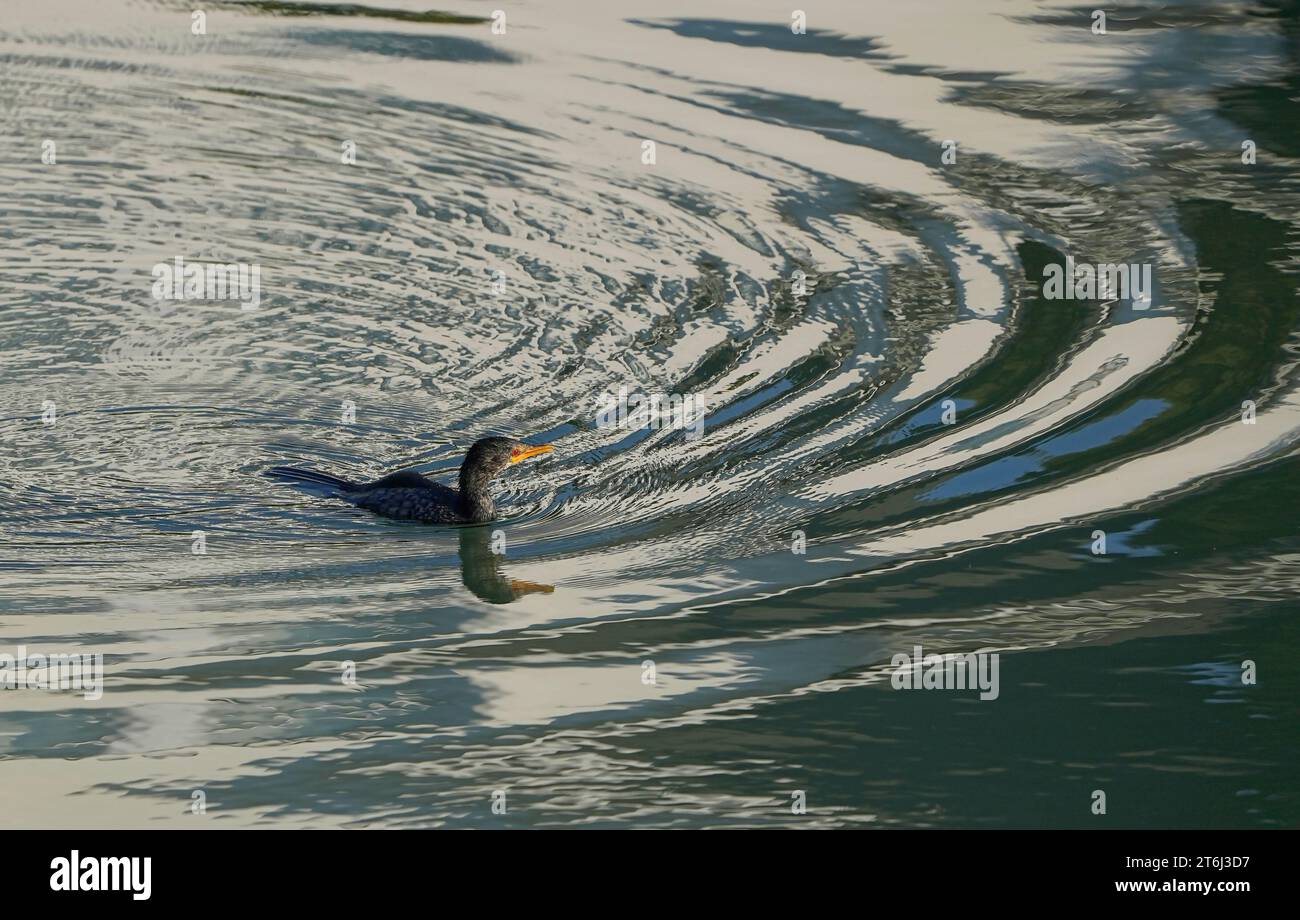 Reed Cormorant (Microcarbo africanus), canali della baia di St Francis, Capo Orientale, Sudafrica Foto Stock