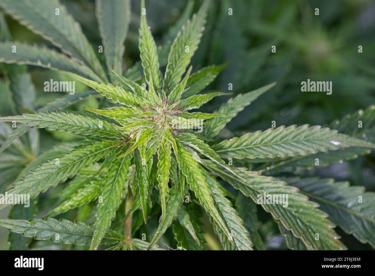 Cannabis, Gewöhnlicher Hanf, Echter Hanf, weibliche Hanfpflanze, Cannabis sativa, Gras, erbacce, canapa, marijuana, le cannabis, Hasch, Haschisch, Droge, D. Foto Stock