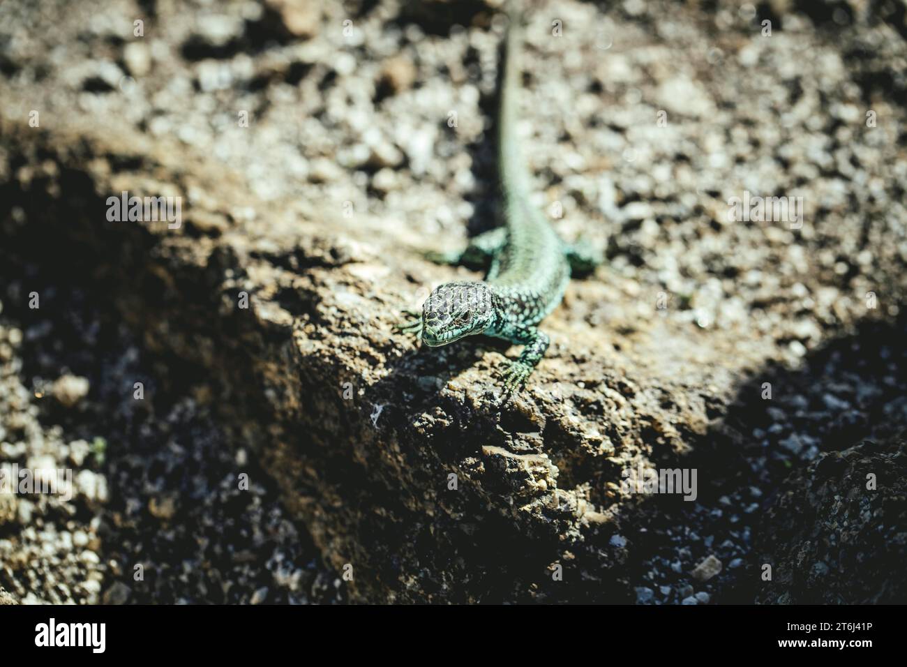 Lizard (Lacerta Schreiberi), Sierra de Gredos, Estremadura, Spagna Foto Stock