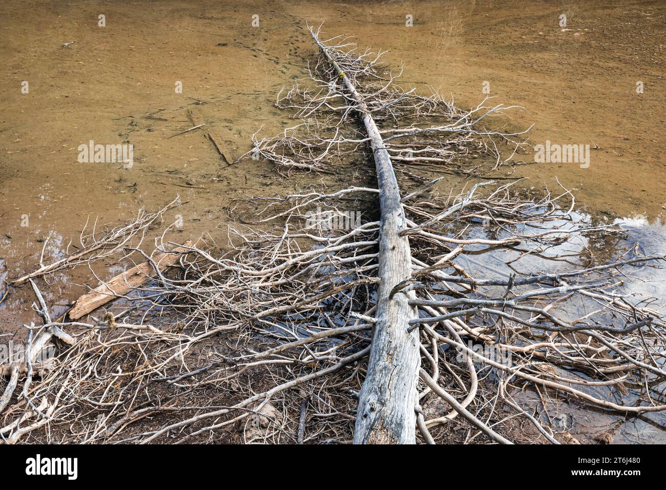 Italia, Veneto, Cortina d'Ampezzo, vecchio tronco di alberi con molti rami secchi caduti nel lago di Bain de Dones, Dolomiti Foto Stock