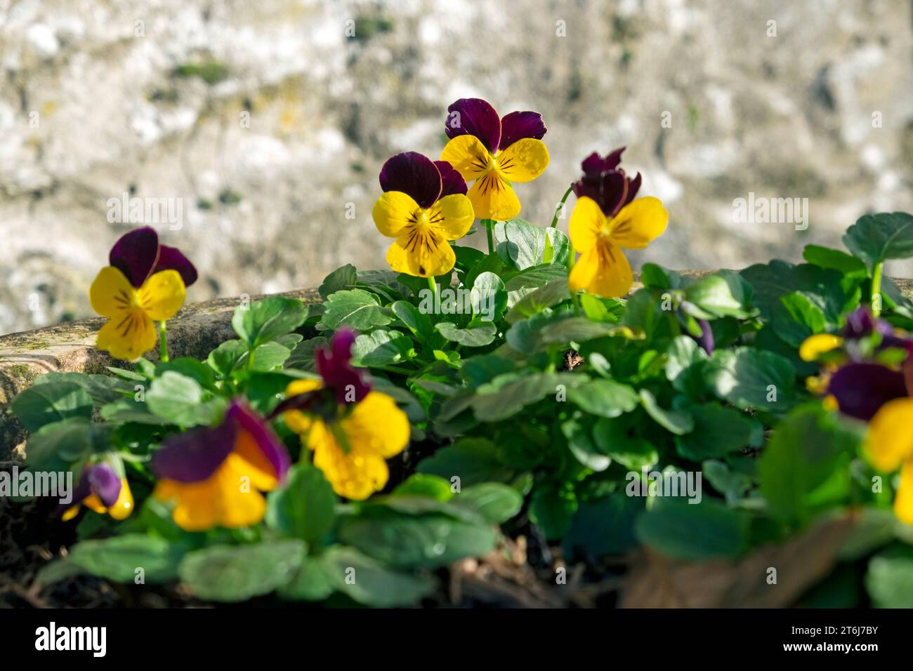 Viola gialla e viola Rocky Purple Wing in grande contenitore novembre 2023 Galles Regno Unito Gran Bretagna KATHY DEWITT Foto Stock