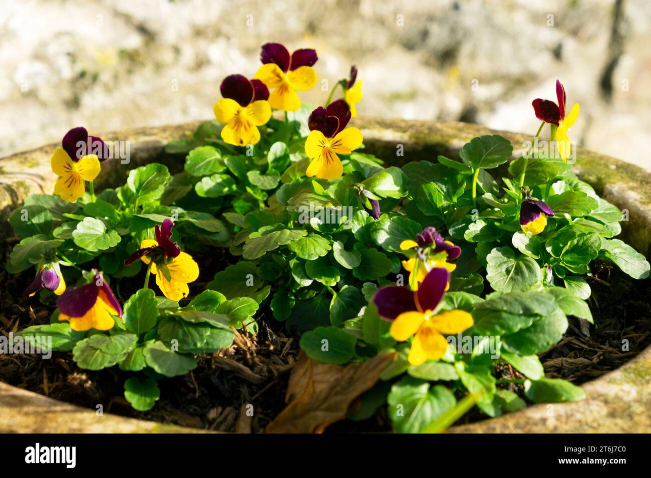 Viola gialla e viola Rocky Purple Wing in grande contenitore novembre 2023 Galles Regno Unito Gran Bretagna KATHY DEWITT Foto Stock