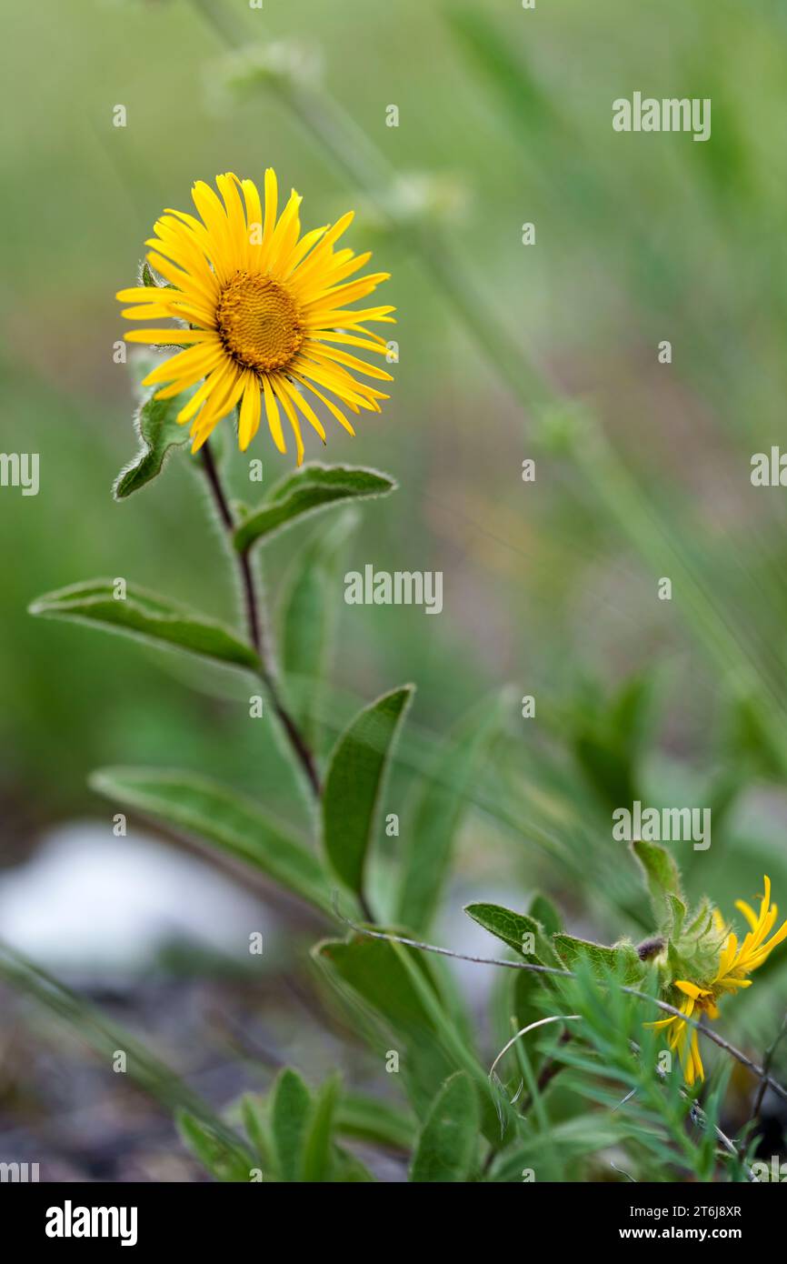 Elecampane o fleabano peloso, Pentanema hirtum Foto Stock