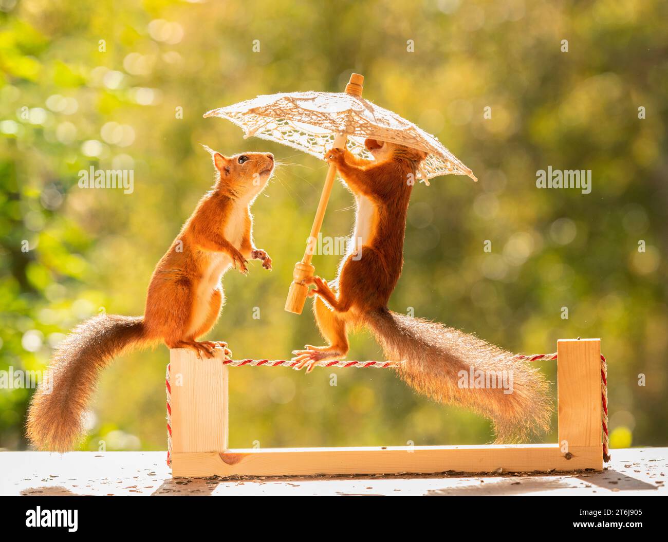 Bilanciamento dello scoiattolo rosso su un filo Foto Stock