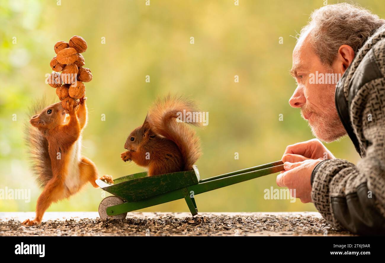 Red Squirrels e un uomo con dadi e carriola Foto Stock