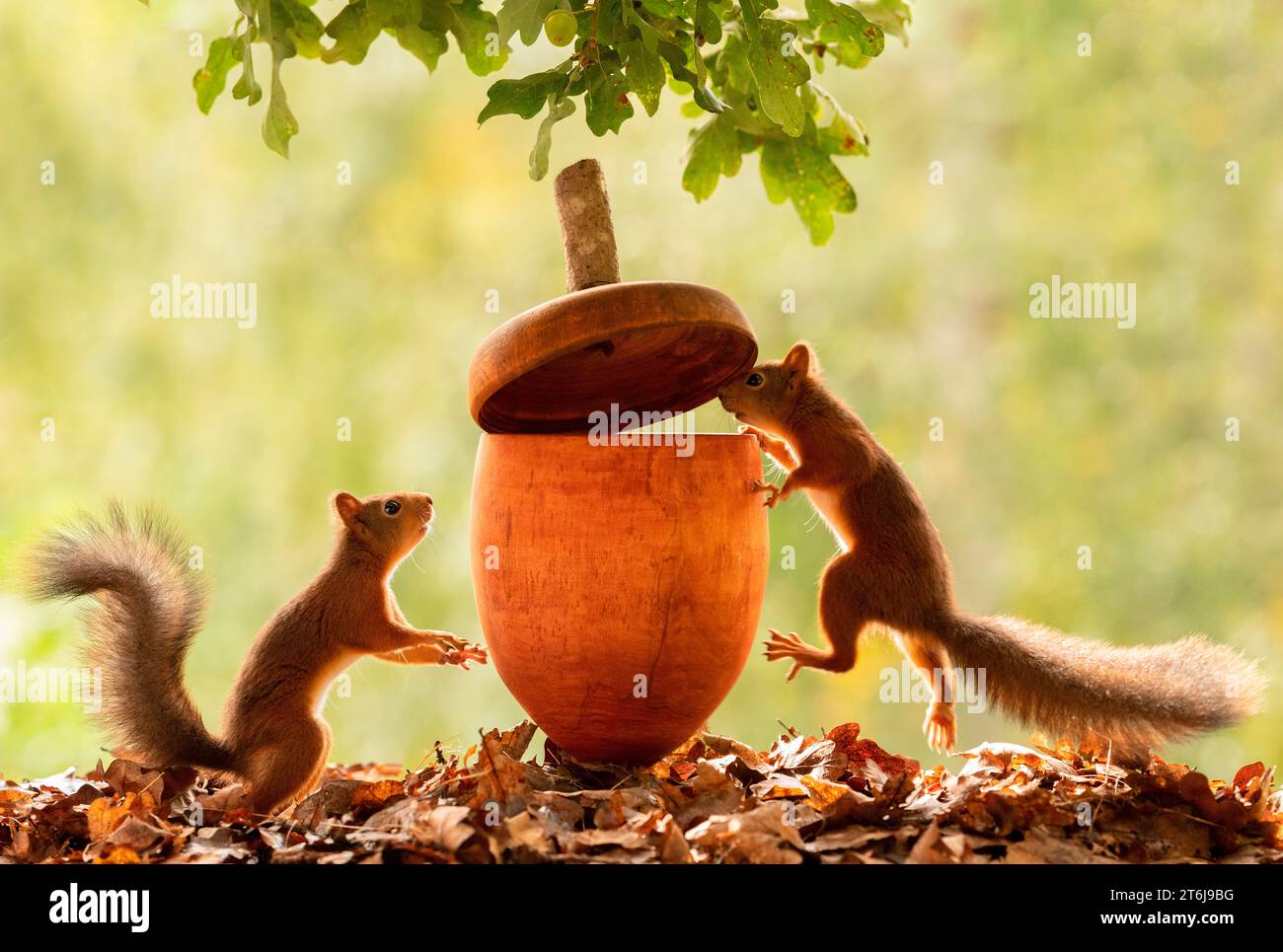 Red Squirrels con una ghianda gigante Foto Stock
