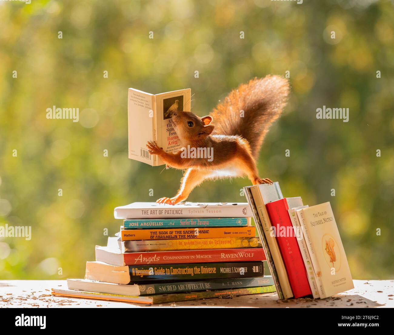 Red Squirrel sta in piedi sui libri, ne tiene uno Foto Stock
