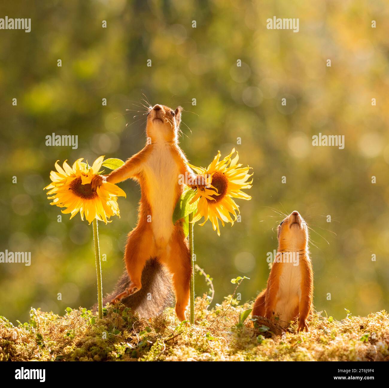 Gli scoiattoli rossi stanno in piedi con i girasoli Foto Stock
