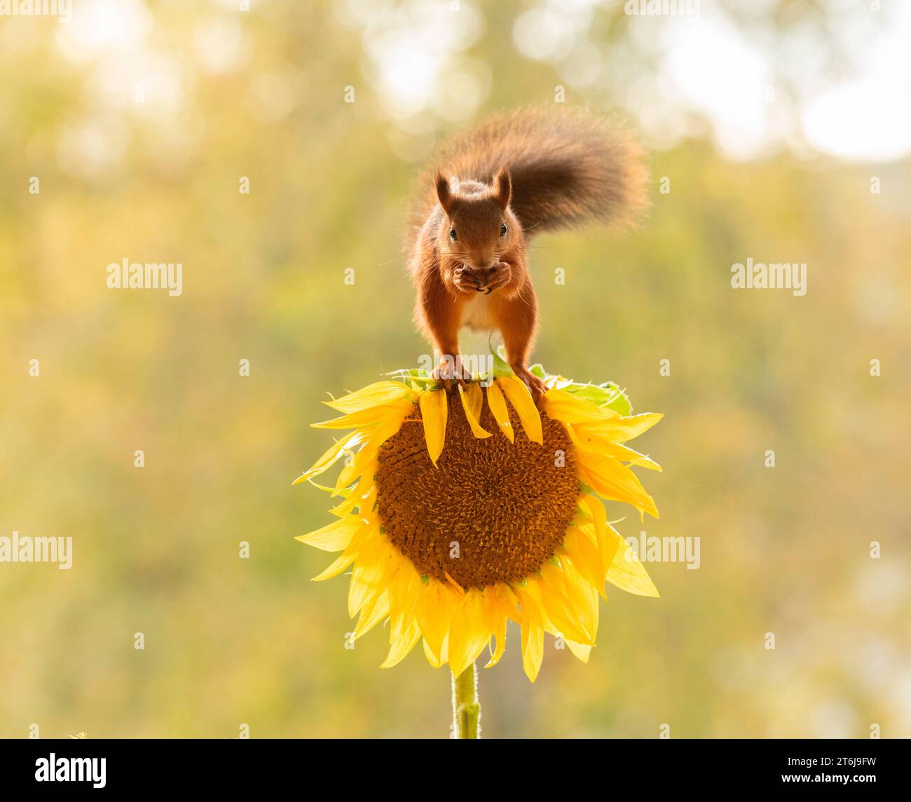 Cavalletto rosso per scoiattoli sui girasoli Foto Stock