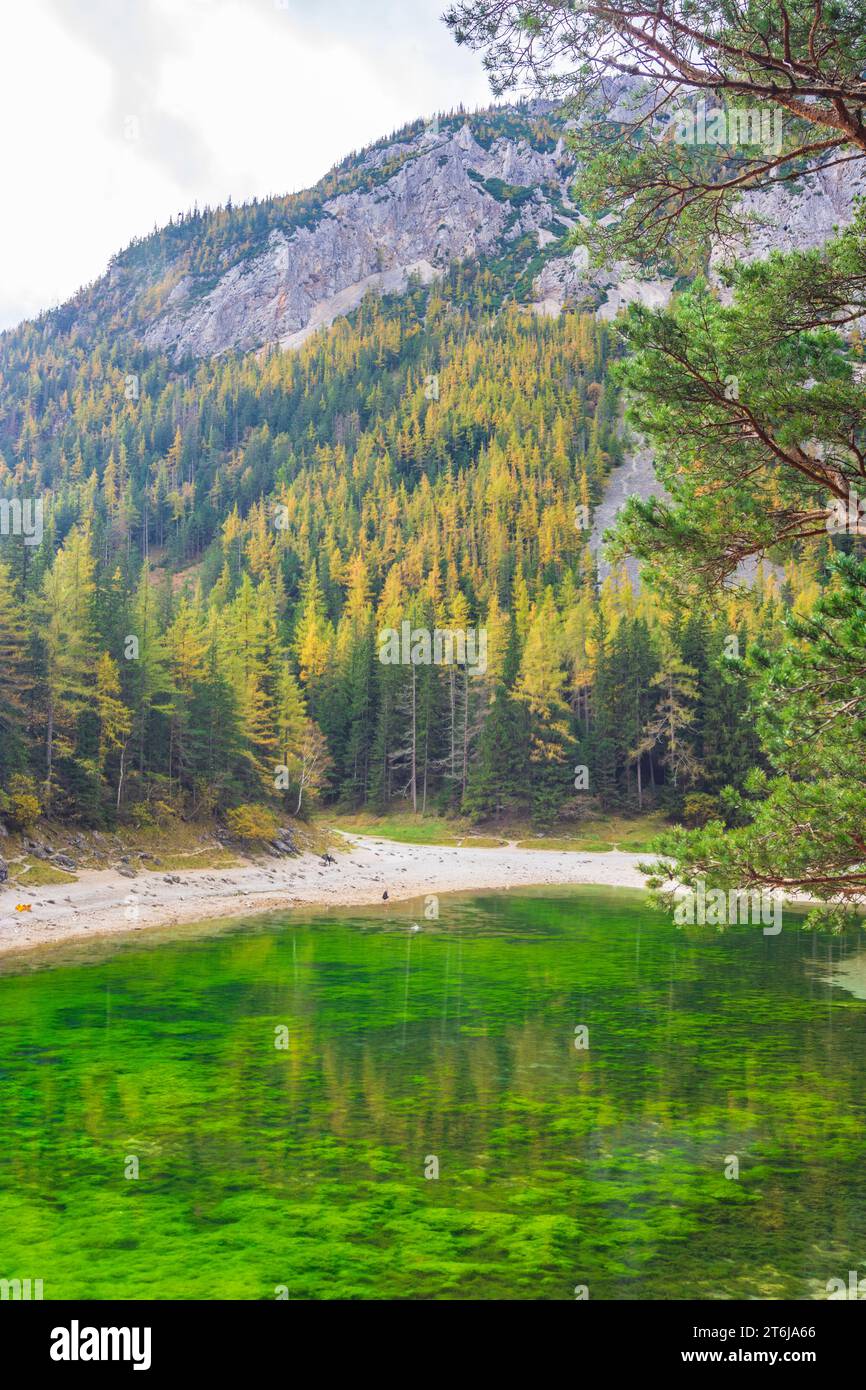 Tragöß-Sankt Katharein, Grüner SEE (Lago Verde), foresta colorata in autunno, Alpi a Erzberg Leoben, Stiria, Austria Foto Stock