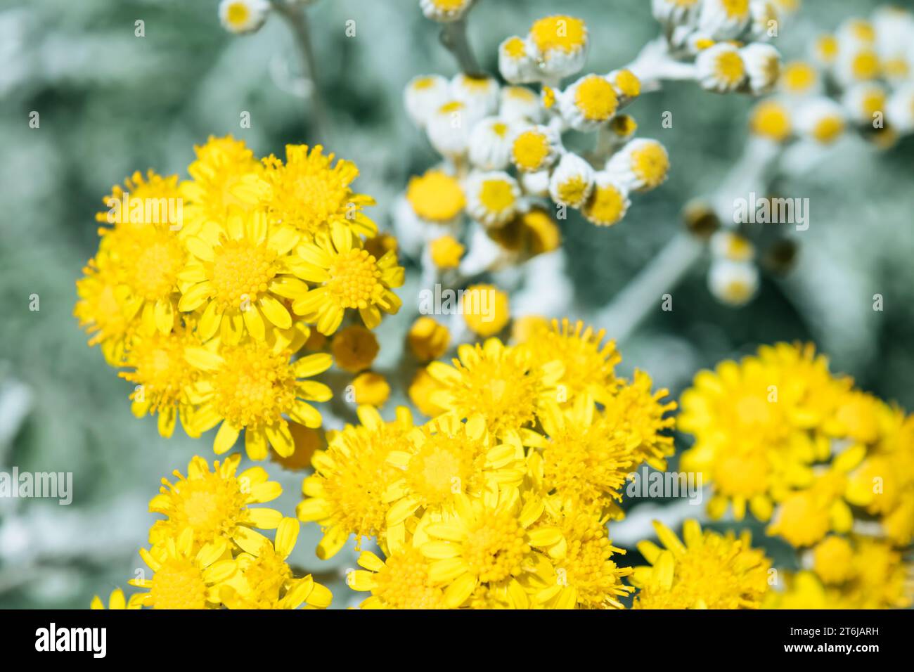 Vista ravvicinata di piccoli fiori gialli Foto Stock