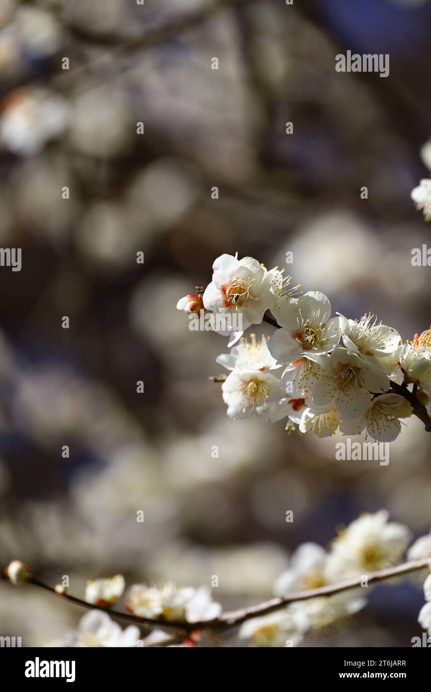 Splendido paesaggio giapponese "prugna in fiore in primavera" Foto Stock