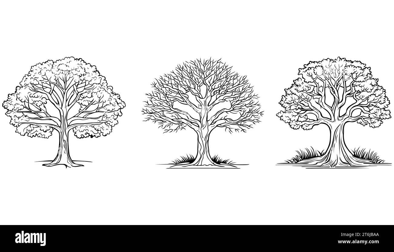Gli alberi vettoriali si evidenziano su sfondo bianco Illustrazione Vettoriale
