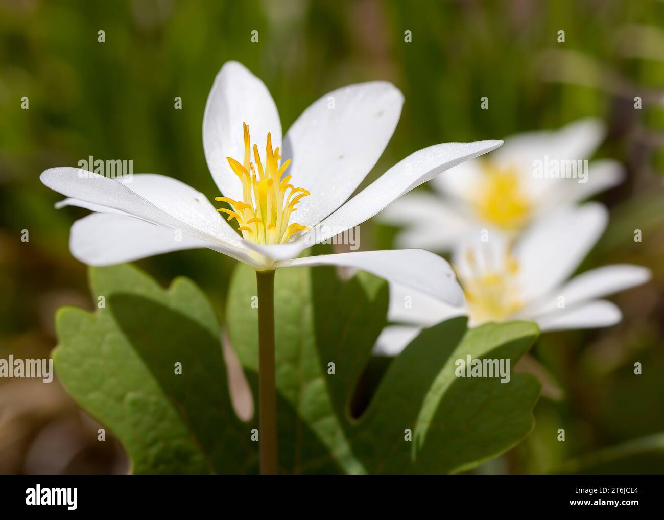 Primo piano Bloodroot (Sanguinaria) fiori di bosco bianchi che crescono nella Chippewa National Forest, Minnesota settentrionale USA Foto Stock