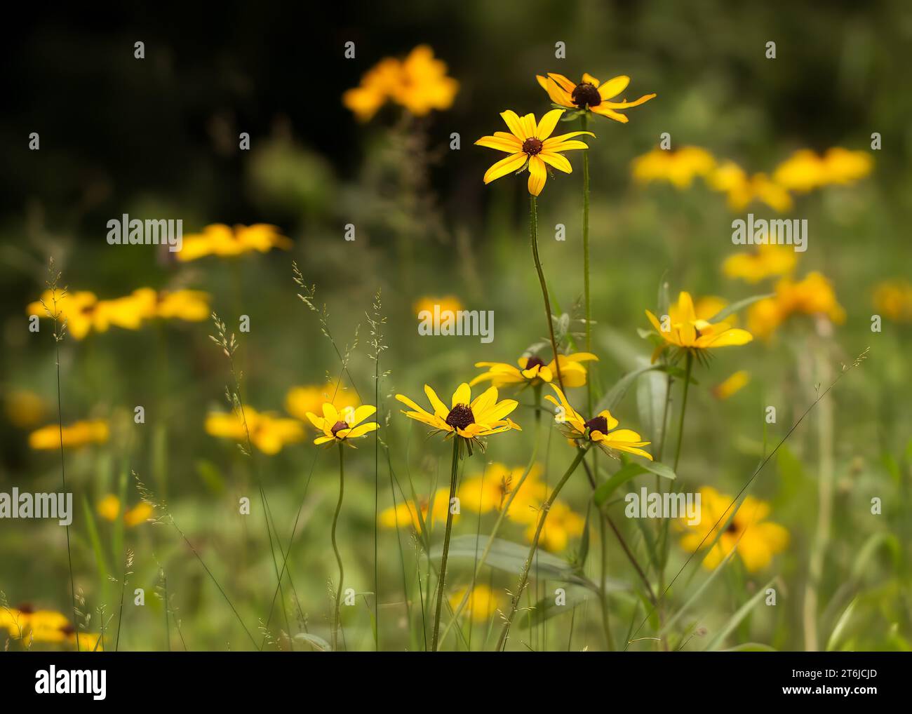 Black Eyed Susan (Rudbeckia hirta) fiori gialli di fiori selvatici che crescono a metà estate nella Chippewa National Forest, Minnesota settentrionale, USA Foto Stock