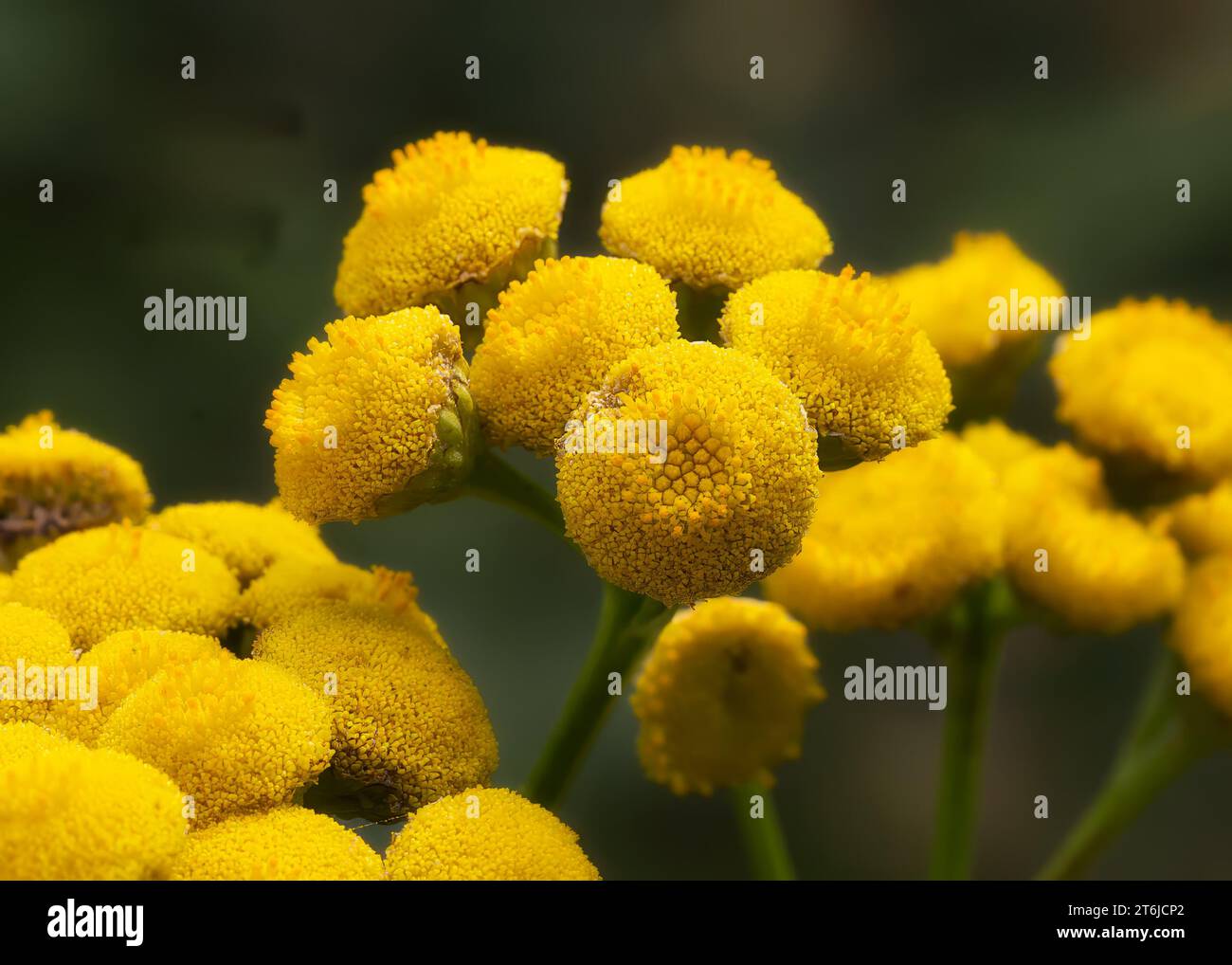 Primo piano i fiori gialli di fiori selvatici Common Tansy (Tanacetum vulgare) che crescono nella Chippewa National Forest, Minnesota settentrionale, USA Foto Stock