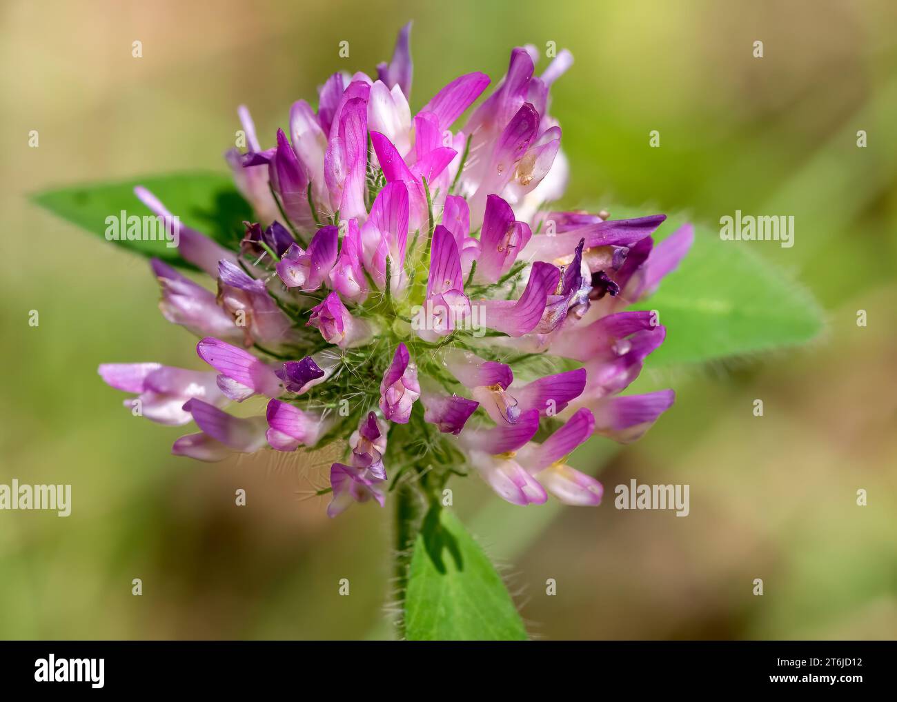 Primo piano della Macro Red Clover (Trifolium pratense) fioritura rosa di fiori selvatici che cresce nella Chippewa National Forest, Minnesota settentrionale, USA Foto Stock