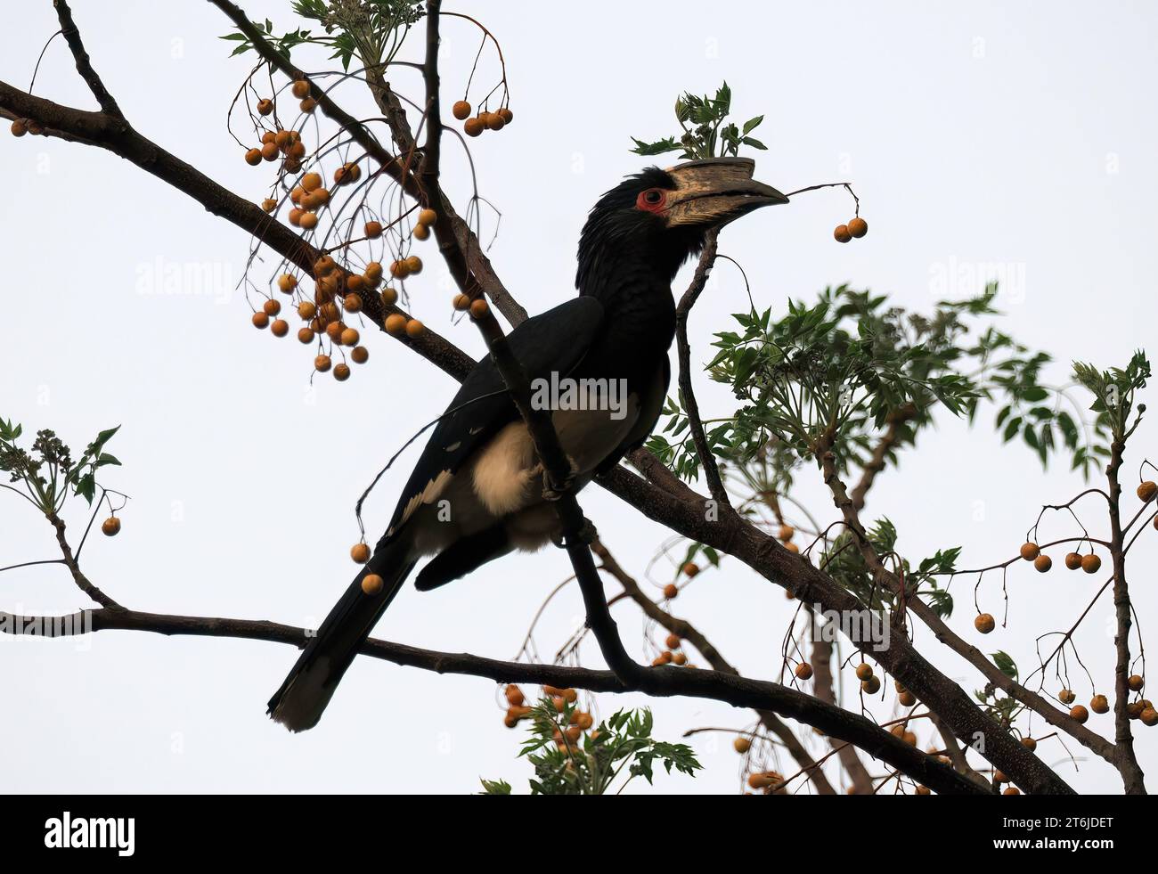 Trombettiere, Trompeterhornvogel, Calao trompette, Bycanistes bucinator, trombitás szarvascsőrű, cascate Vittoria, Zimbabwe, Africa Foto Stock