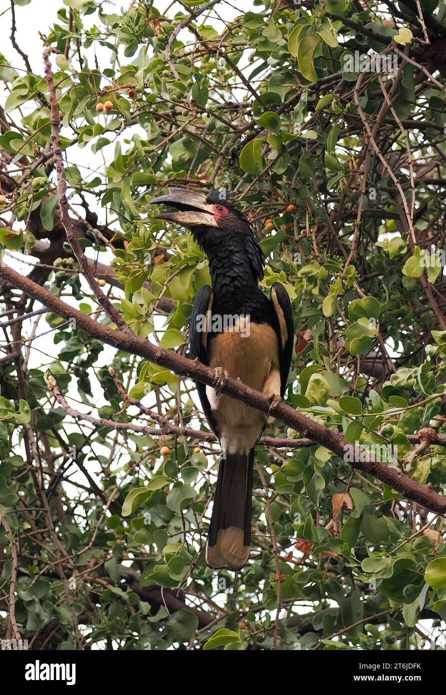 Trombettiere, Trompeterhornvogel, Calao trompette, Bycanistes bucinator, trombitás szarvascsőrű, cascate Vittoria, Zimbabwe, Africa Foto Stock