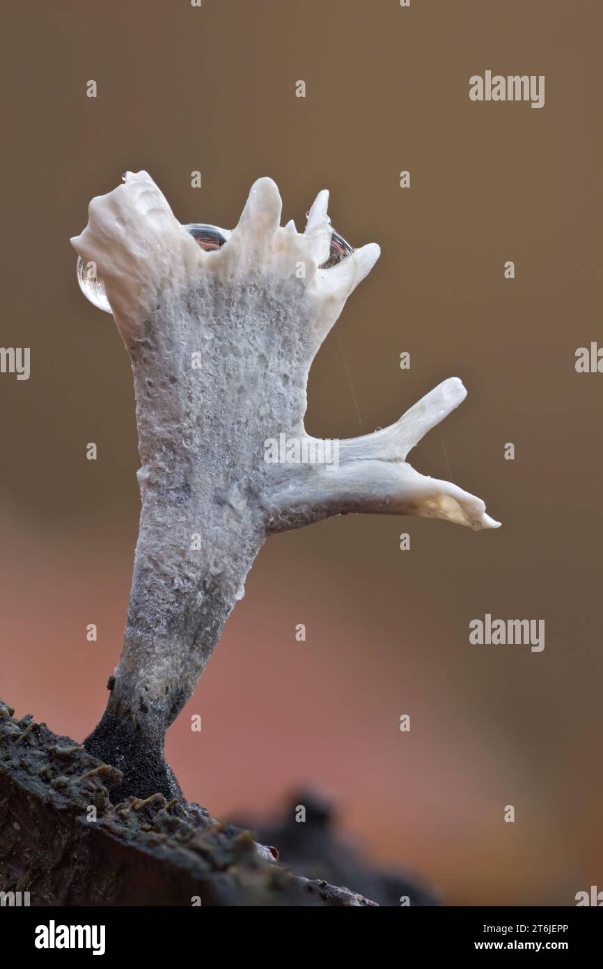 Fungo candeliere, Xylaria ipoxilonBavaria, funghi, autunno, autunno Foto Stock