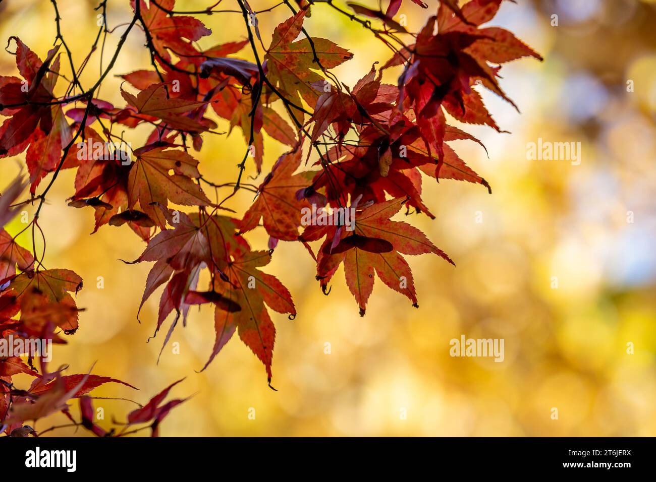 Un primo piano delle colorate foglie acer al sole di novembre Foto Stock