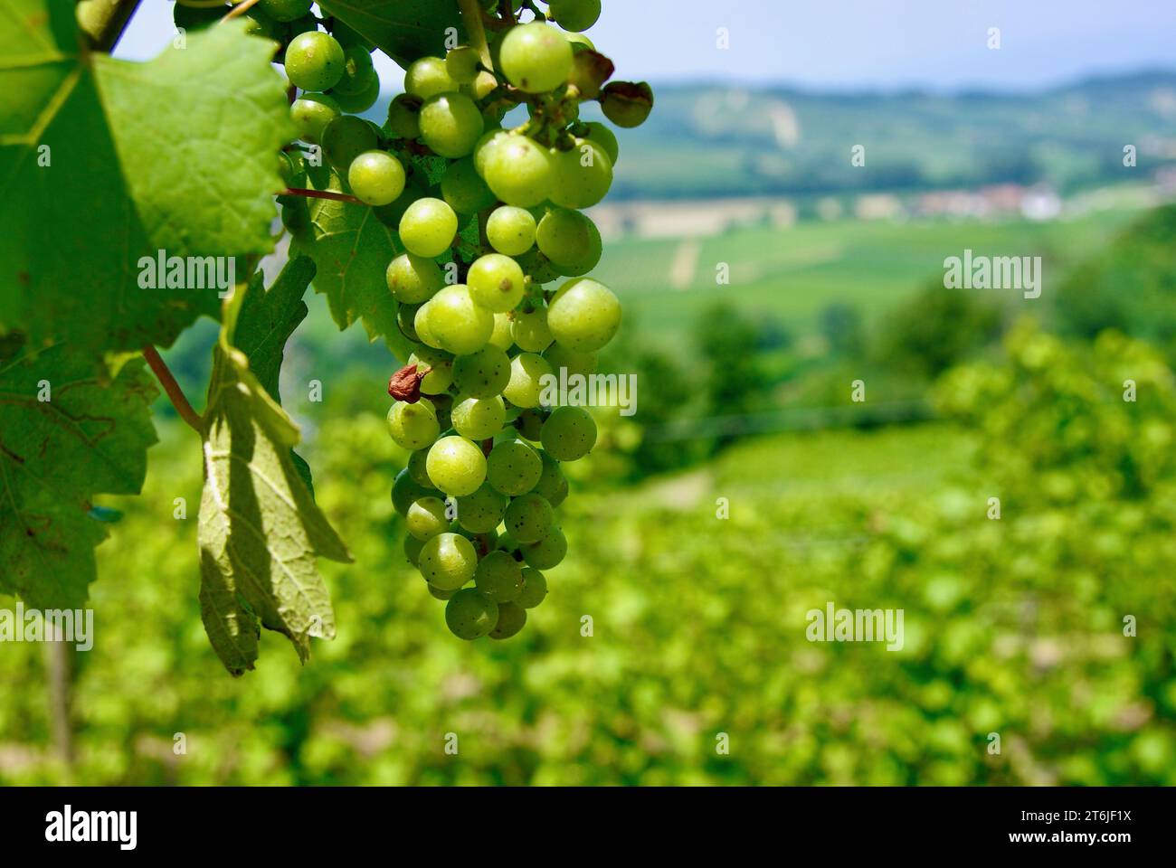 Primo piano di una pianta a vite con grappolo di uva verde su un vigneto di fronte ad un paesaggio agricolo in Italia in estate. Foto Stock
