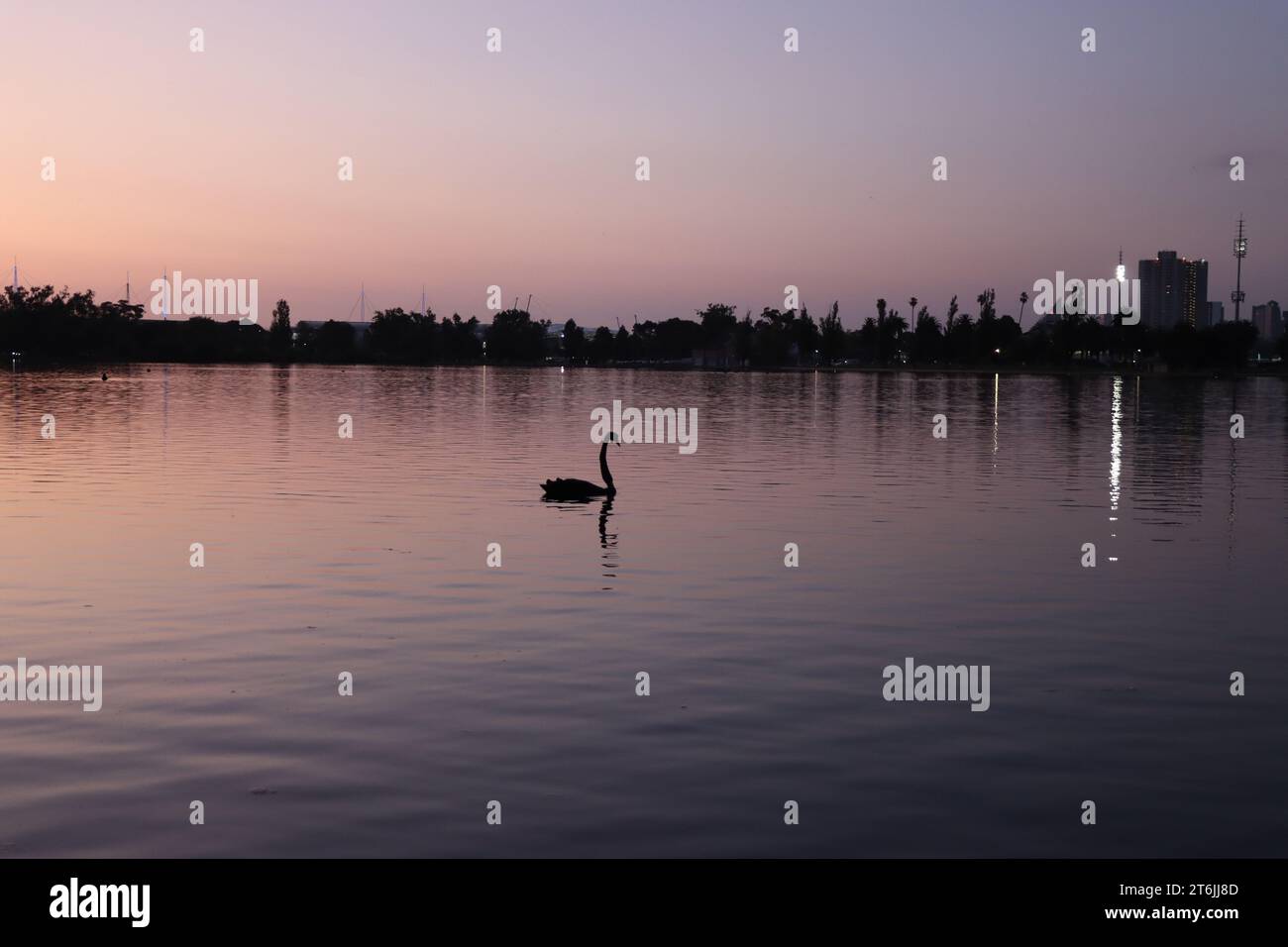 Cigno solitario sull'Albert Park Lake Foto Stock