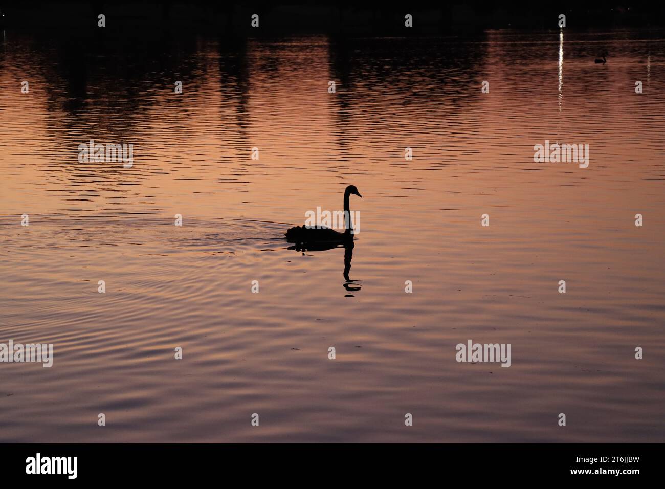 Cigno nero al crepuscolo Foto Stock