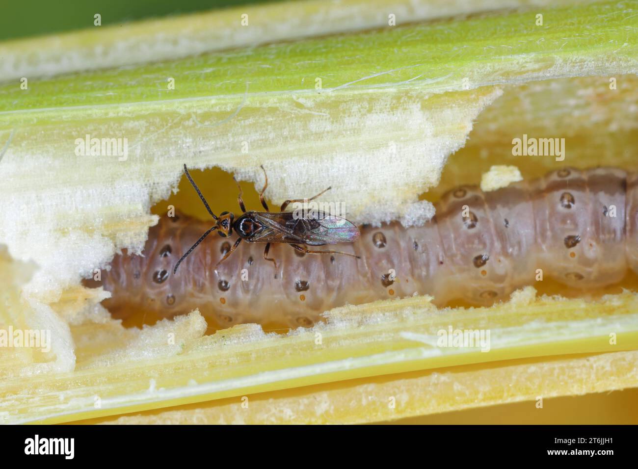 Vespa minuta della famiglia Braconidae, parassitoide del bruco della trivella europea del mais o alto volantino (Ostrinia nubilalis). Trovato in una sta di mais tagliata Foto Stock