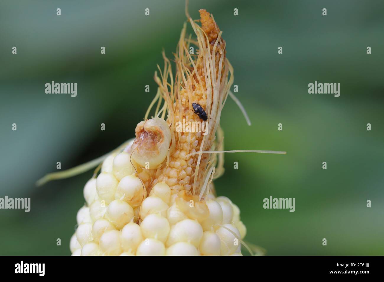 Four Spotted SAP Beetle, il nome latino è Glischrochilus quadrisignatus (Nitidulidae) pannocchie di mais e parassiti danneggiati dai cereali. Foto Stock