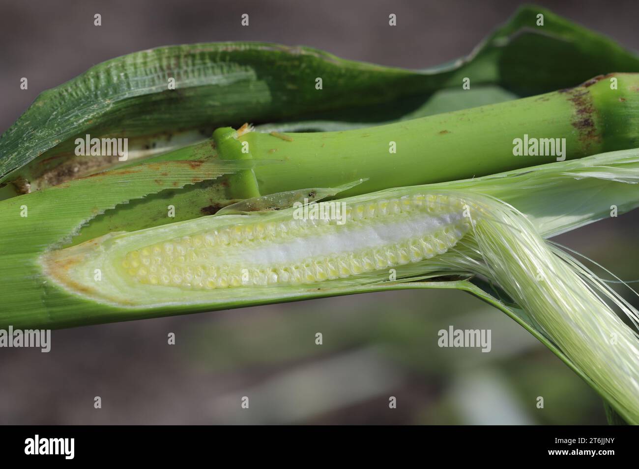 Tagliate una piccola pannocchia di mais. Foto Stock