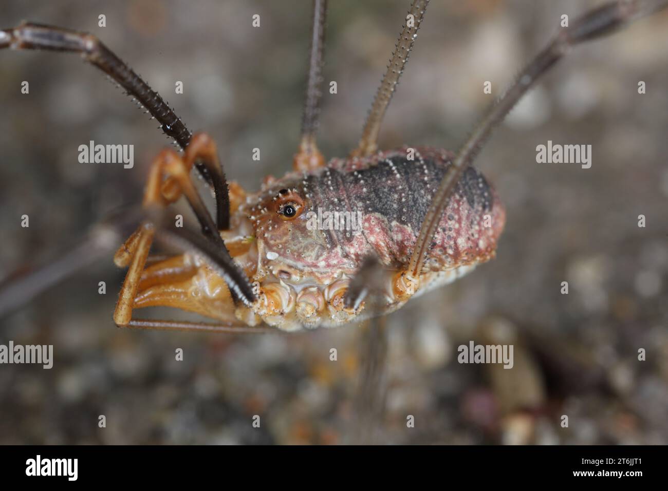 Close Up of a Common Harvestman (Phalangium opilio), noto anche come vendemmiatore bruno e papà longlegs, è una specie di vendemmiatore appartenente alla fam Foto Stock