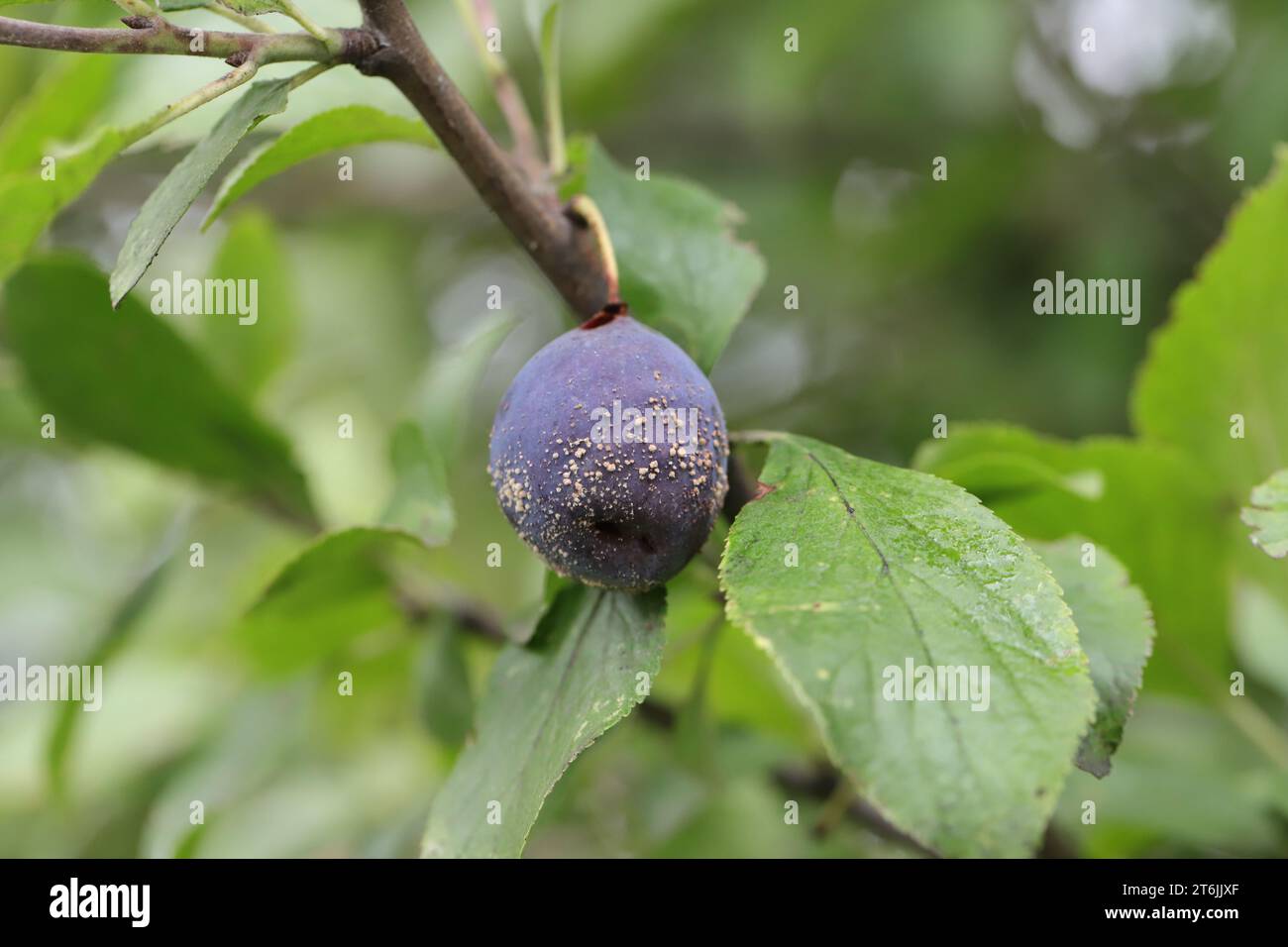 Le prugne di muffa sulla struttura, infettate con malattia fungina Monilinia fructicola o marciume bruno. Sfondo sfocato. Foto Stock