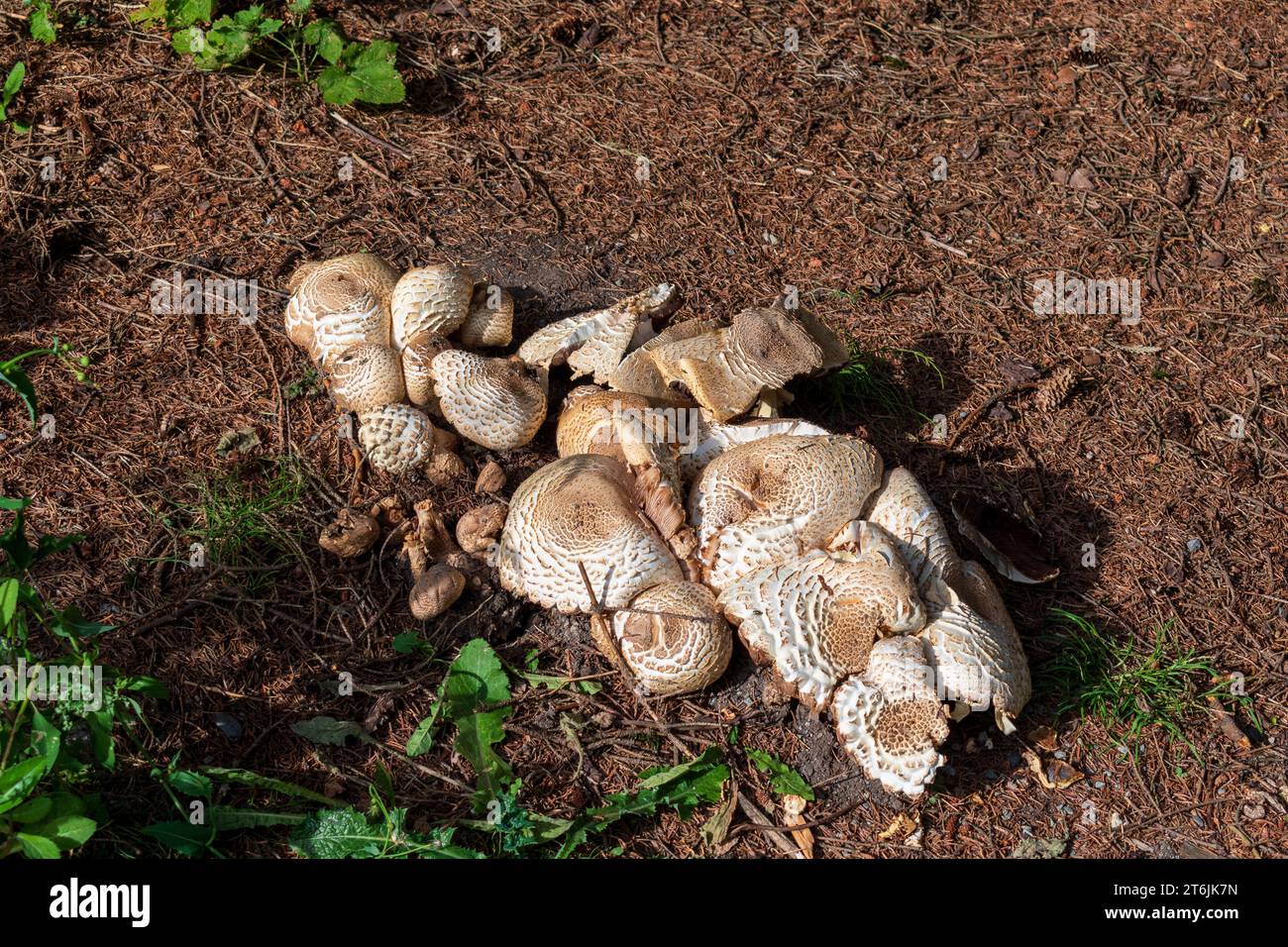 Funghi bianchi che crescono nello sporco sul pavimento della foresta Foto Stock